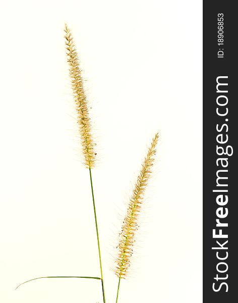 Closeup of grass flower on white background. Closeup of grass flower on white background