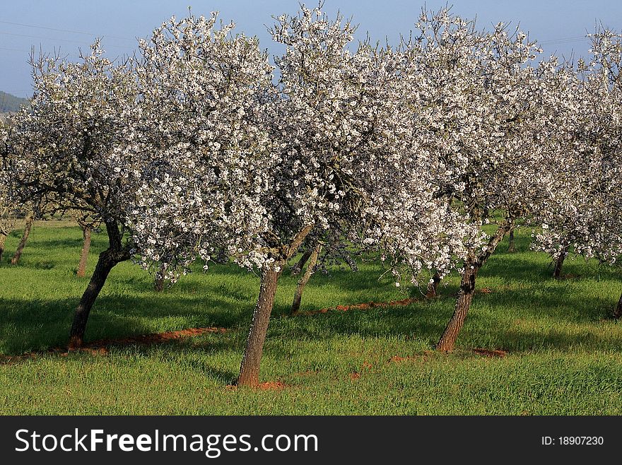 Almond blossom flower in spring on Ibiza