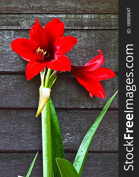 Red flower on brown partition wall. Red flower on brown partition wall