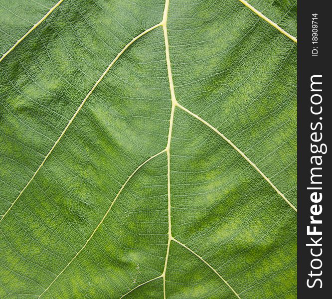 Texture of Green Leave