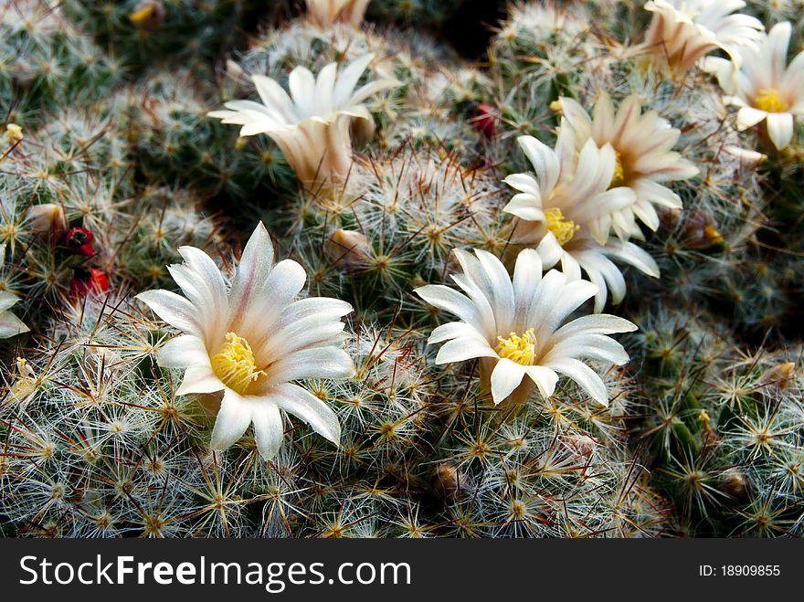 Cactus in bloom. Small flowers on a background of spines. Cactus in bloom. Small flowers on a background of spines.