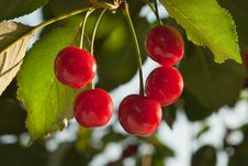 Cherries On The Tree Royalty Free Stock Images Cherries On The Tree Royalty Free Stock Images