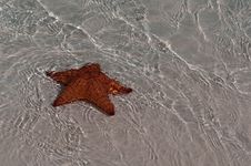 Red Sea Star In Cuba Royalty Free Stock Photo Red Sea Star In Cuba Royalty Free Stock Photo
