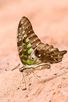 Butterfly Stock Images Butterfly Stock Images
