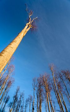 Tall Tree Stock Photo Tall Tree Stock Photo