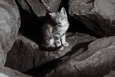 Wild Kitten Sunning On The Rocks Royalty Free Stock Photography Wild Kitten Sunning On The Rocks Royalty Free Stock Photography