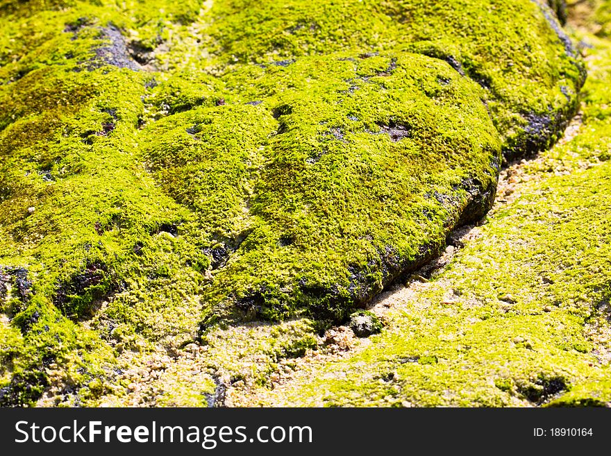 Green Lichen on Stone