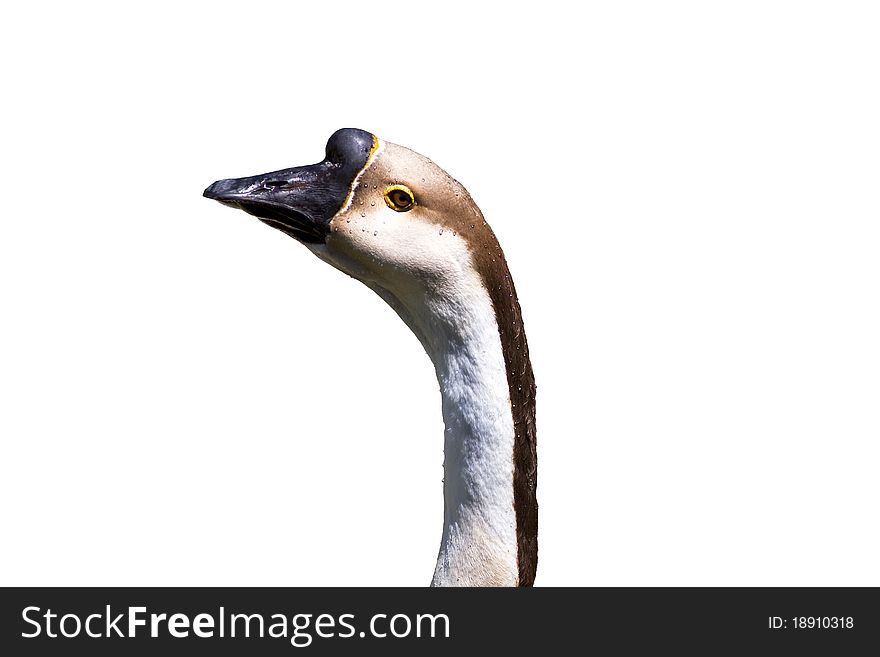 African Goose Head and Neck Isolated on White Background