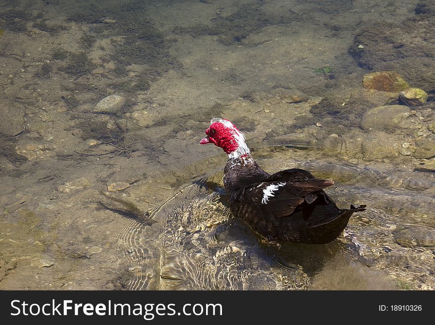 Muscovy Duck Swimming in crystal clear water