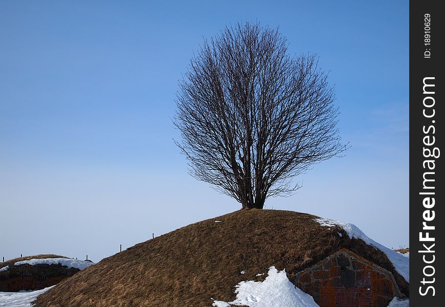 A lonely tree on a hill in spring