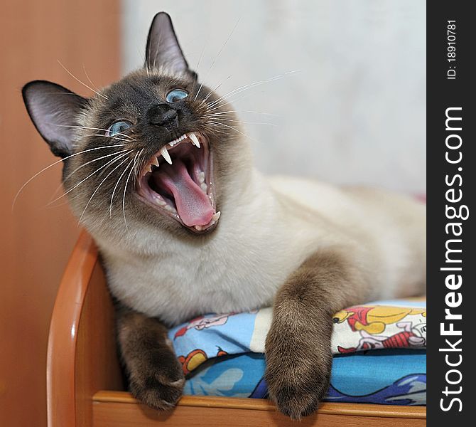 Siamese cat with blue eyes, white teeth, laughing