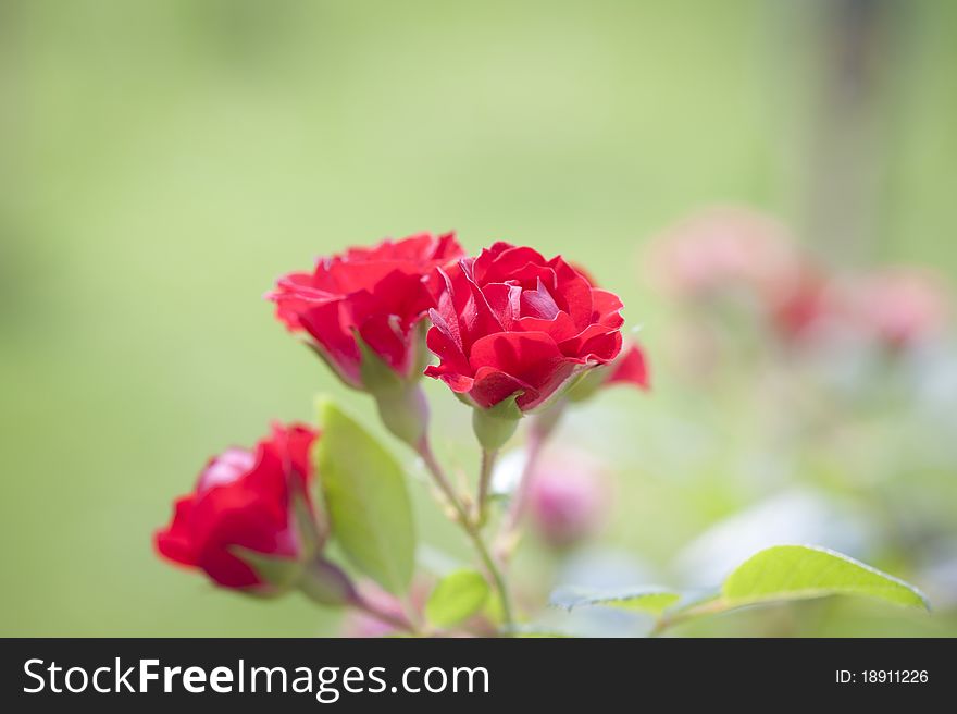 Beautiful red rose in a garden