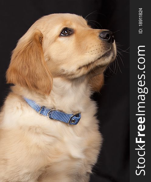 Golden Retriever puppy with blue collar on black background begging for a treat. Golden Retriever puppy with blue collar on black background begging for a treat.