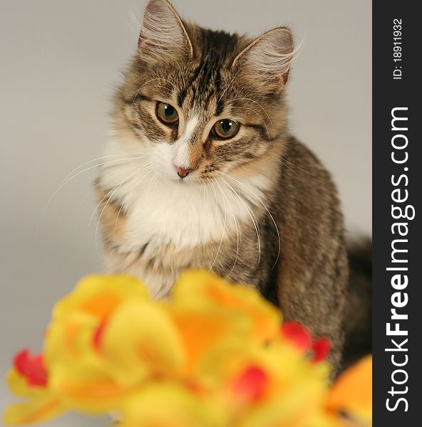 Funny young cat with flower on grey background