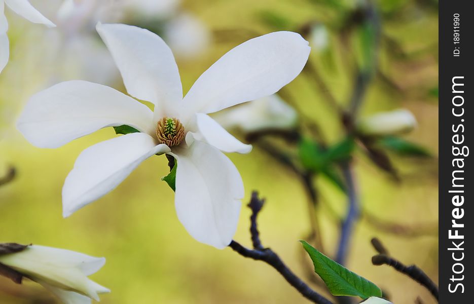 Beautiful white magnolia flower on a tree in the springtime. Beautiful white magnolia flower on a tree in the springtime