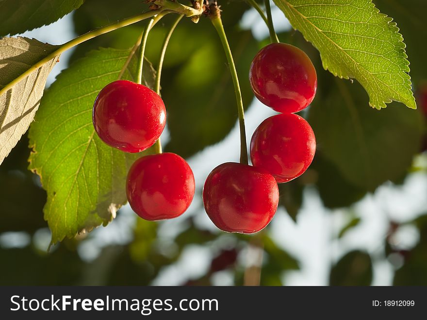 Red cherries on the Tree