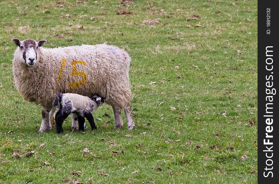 Newborn Yorkshire lamb feeding from mum. Newborn Yorkshire lamb feeding from mum