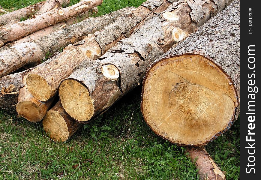 Logs of tree