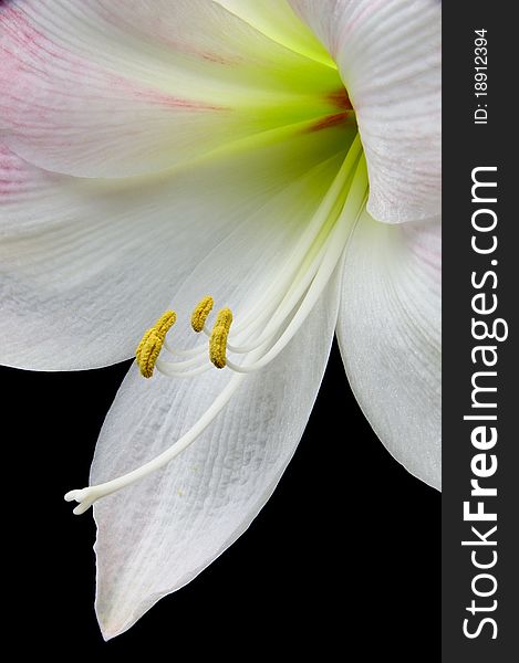 Closeup of beautiful apple blossom amaryllis flower on black background