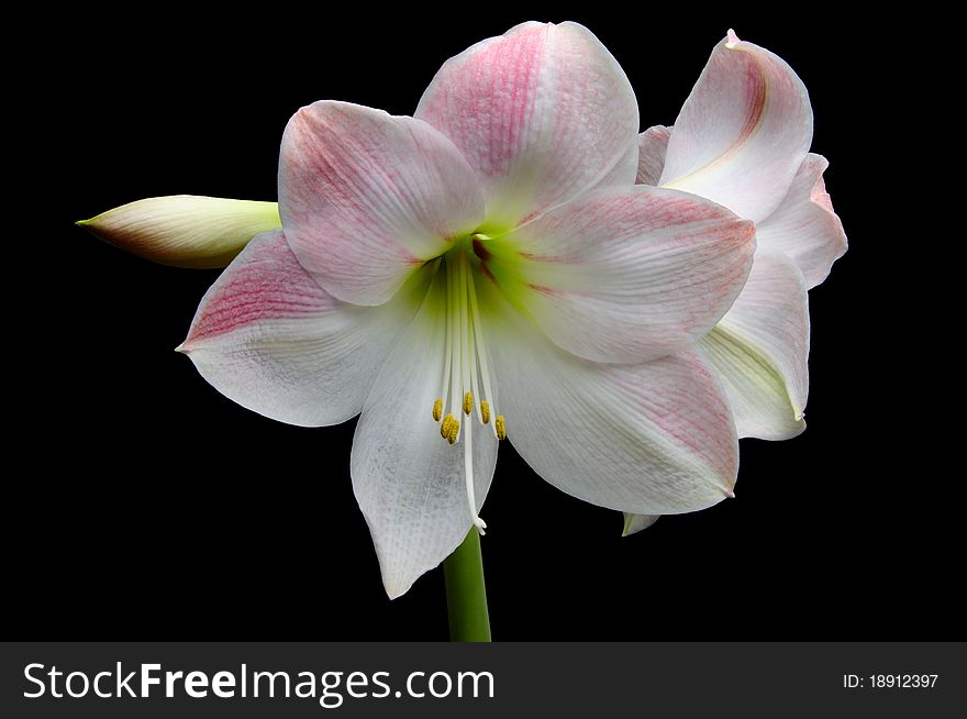 Beautiful three flower apple blossom amaryllis on black background