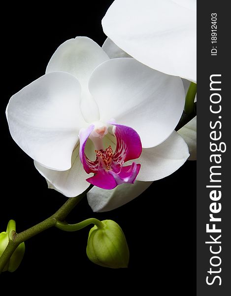 Closeup of beautiful orchid on black background