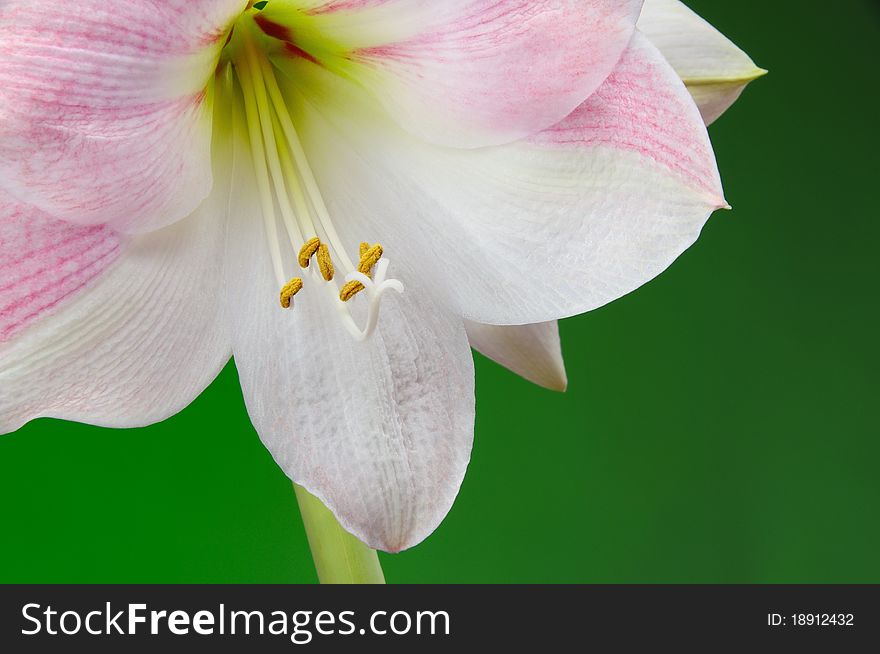 Closeup of beautiful apple blossom amaryllis flower and stamen on green background. Closeup of beautiful apple blossom amaryllis flower and stamen on green background