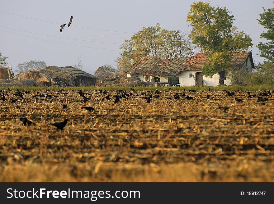 Ruined countryside with flying crow flock