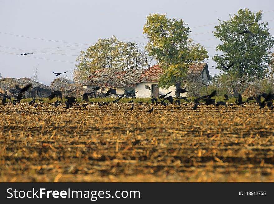 Ruined countryside with flying crow flock