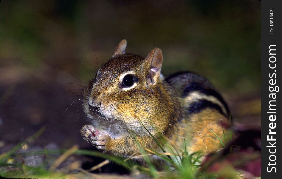 Eastern Chipmunk