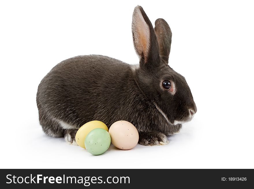 A Rabbit Isolated On White With Easter Eggs