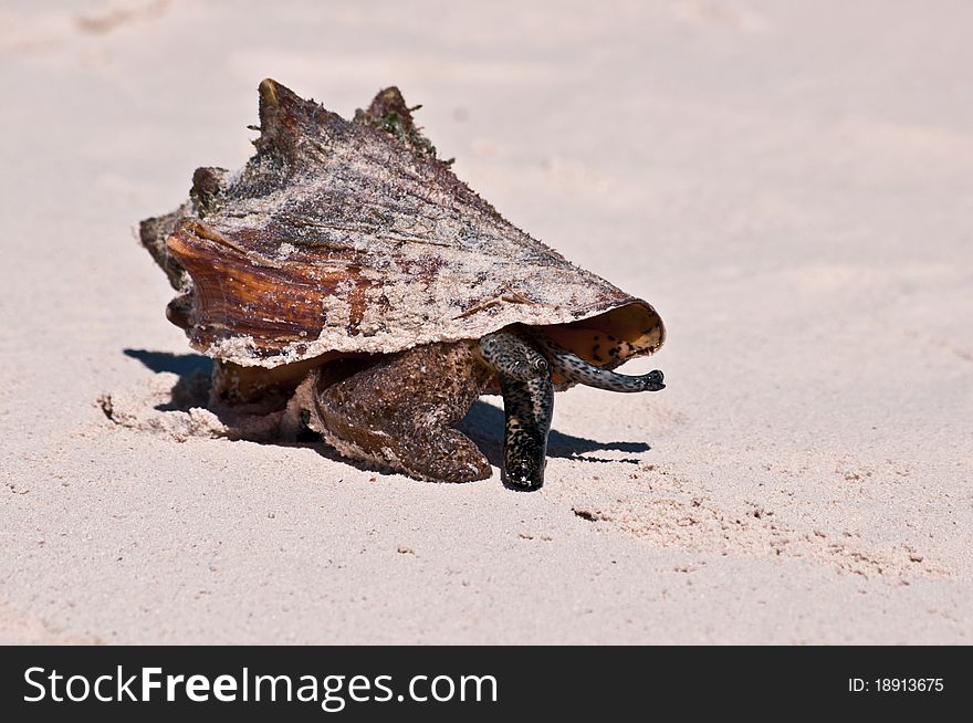 Pagurian On The Sand