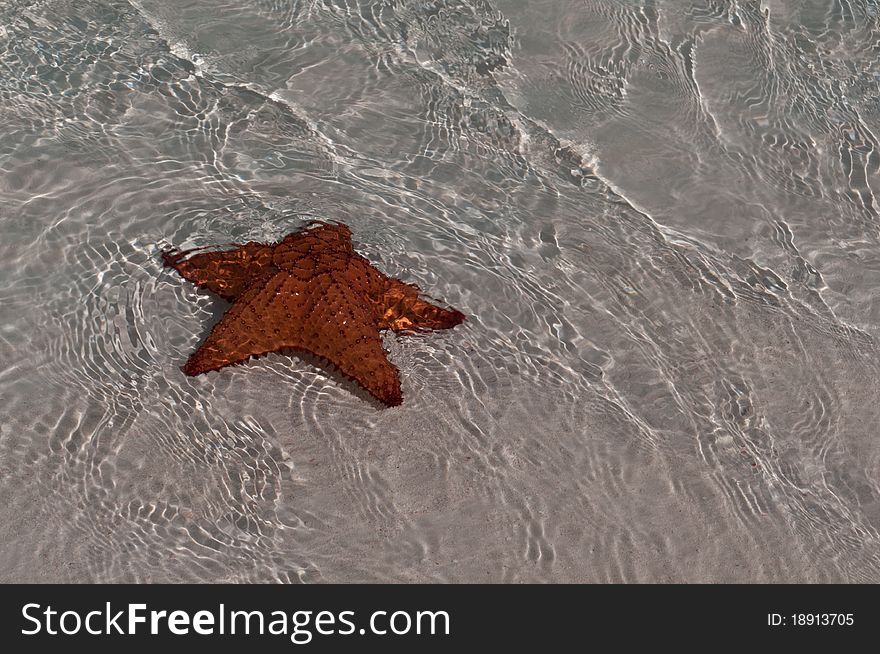 Red sea star in Cuba