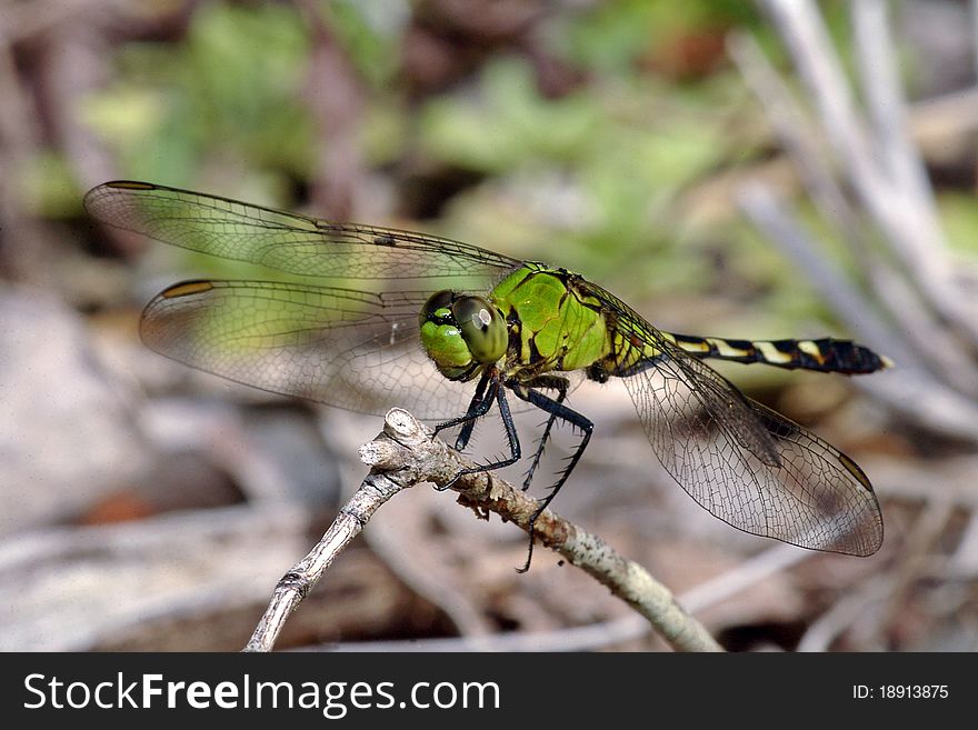 Green Dragonfly perched on a small twig