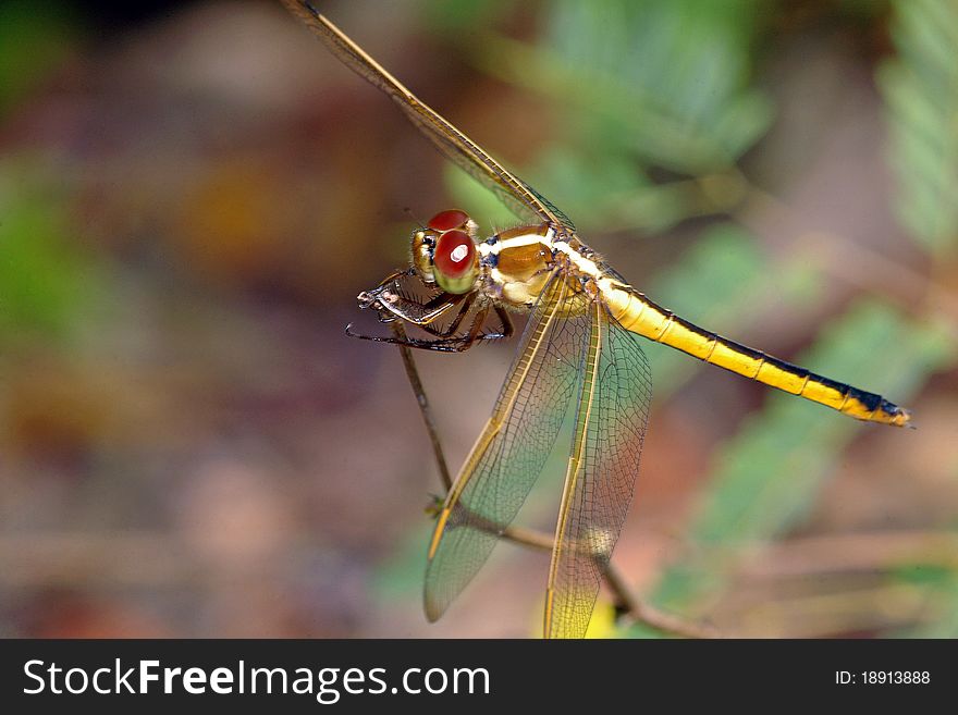 Brown/yellow Dragonfly perched on a small twig