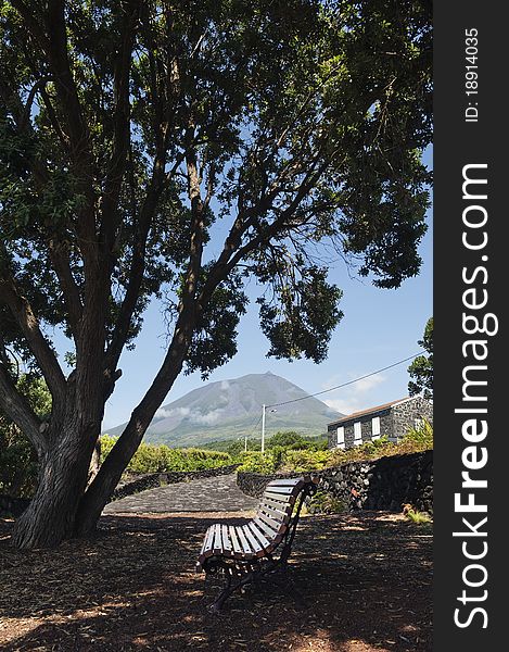 Bench under a big tree in Pico island, Azores