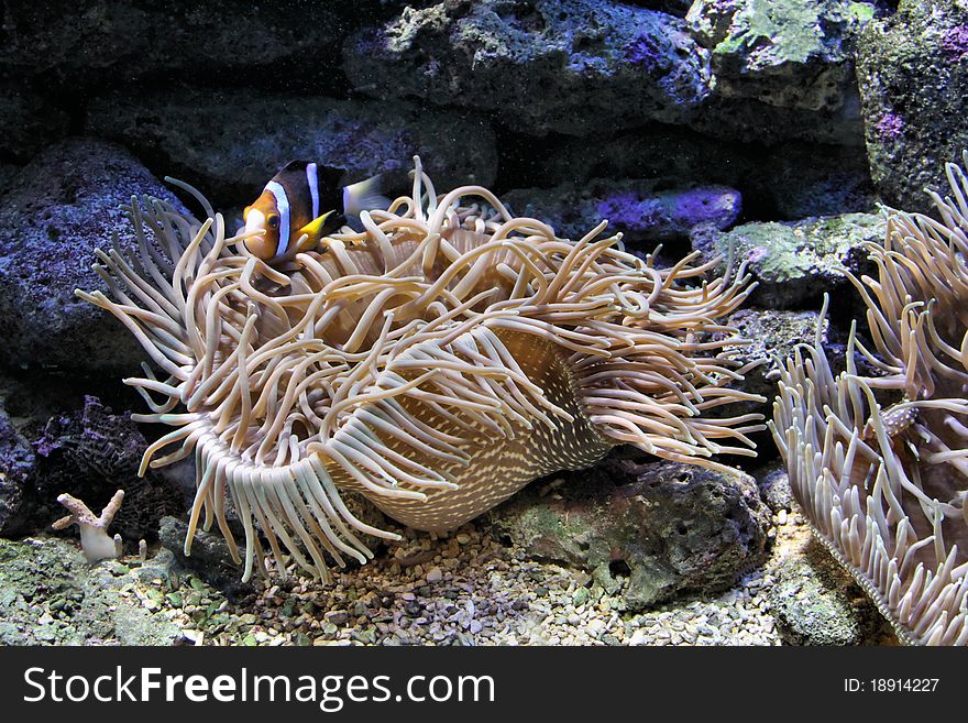A clown fish and an anemone underwater