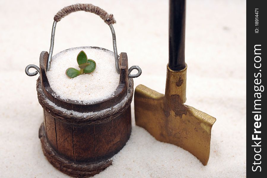 Single young plant sprouting from of sand. Single young plant sprouting from of sand