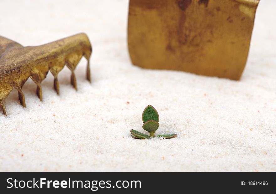 Single Young Plant Sprouting From Of Sand
