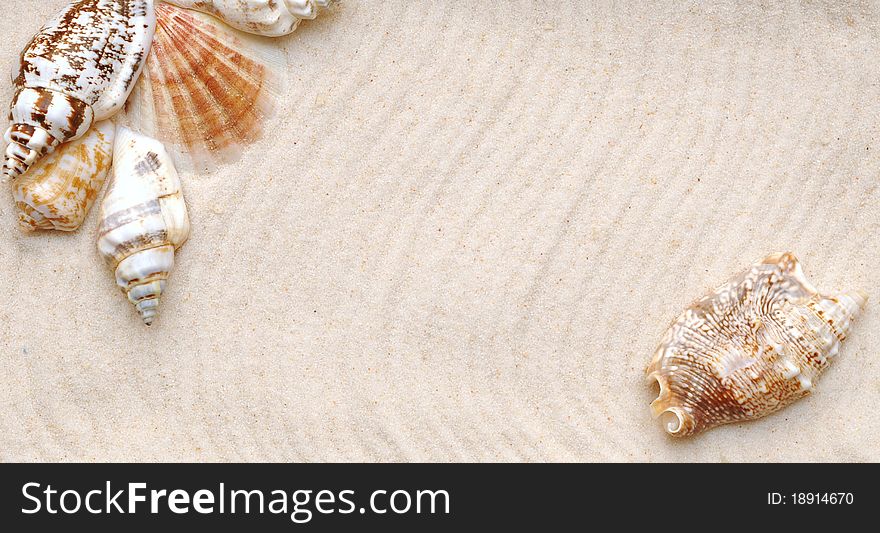 A series of seashells scattered around the sand to make a frame. A series of seashells scattered around the sand to make a frame