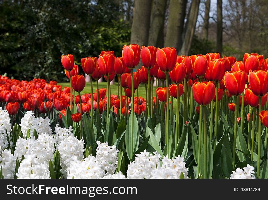 Beautiful Holland tulips growing in a park