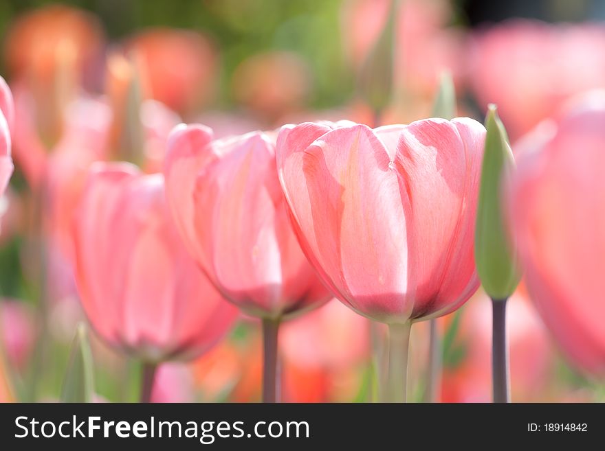 Beautiful Holland tulips growing in a park