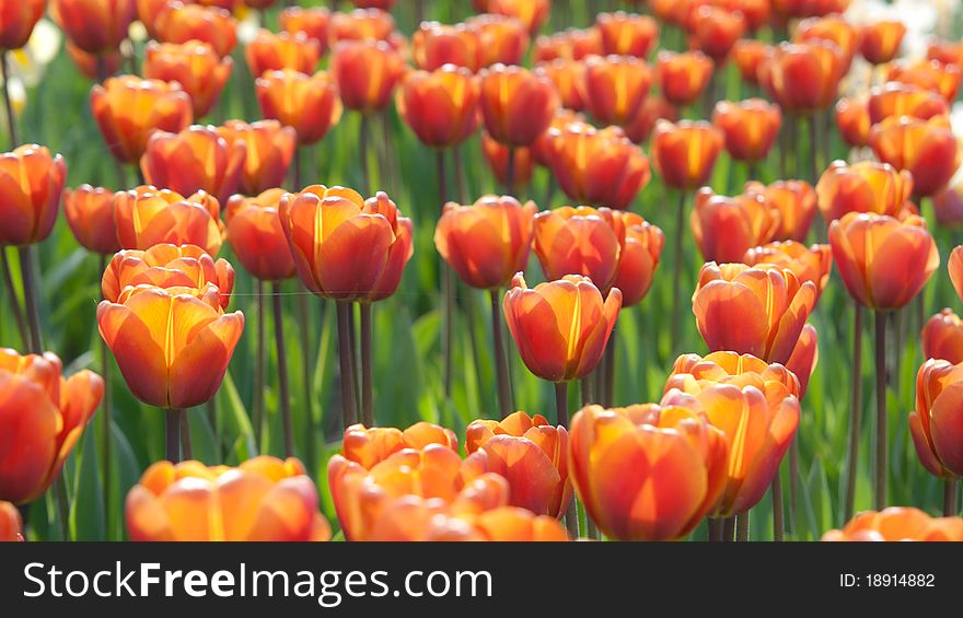 Beautiful Holland tulips growing in a park
