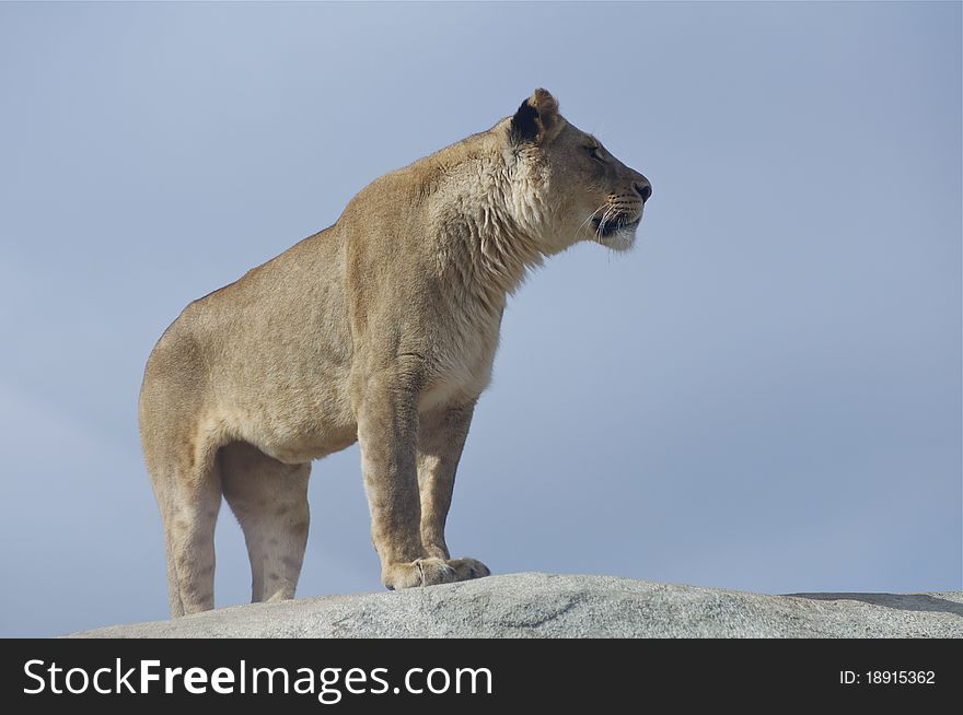 A female lion stands on top of a large rock at the zoo. A female lion stands on top of a large rock at the zoo.