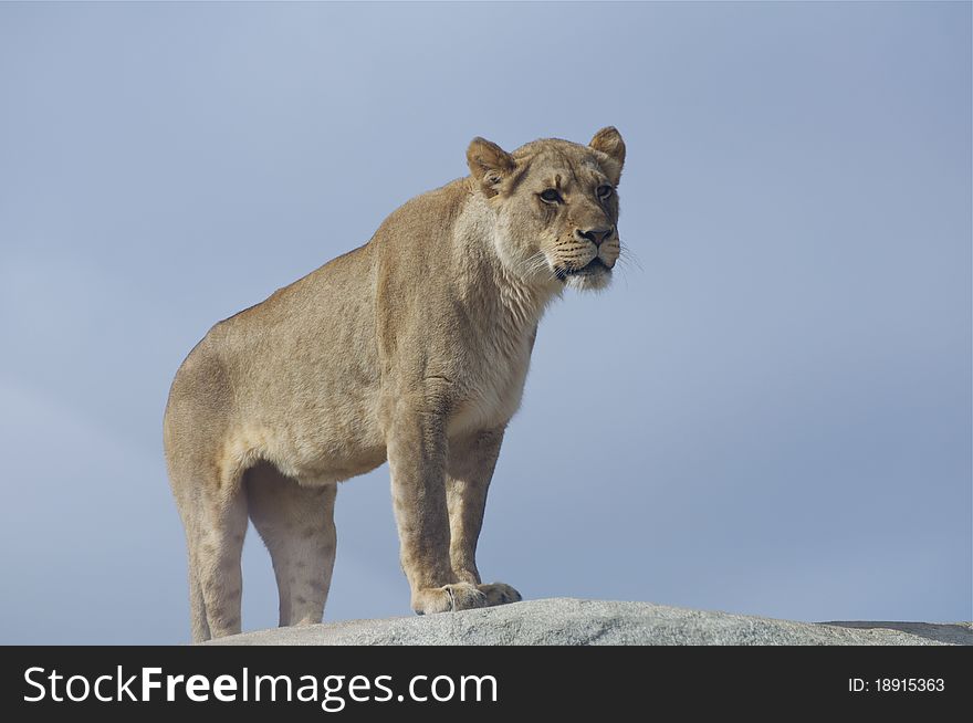 A female lion stands atop a large rock.