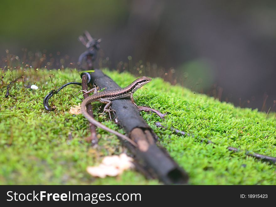 A asia lizard in Thailand