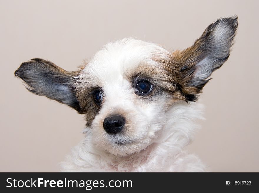 Chinese Crested breed puppy closeup. Chinese Crested breed puppy closeup