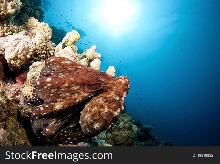 Red reef octopus in the red sea. Red reef octopus in the red sea