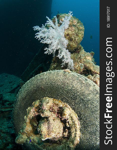 Rubber Tyer On SS Thistlegorm In The Red Sea