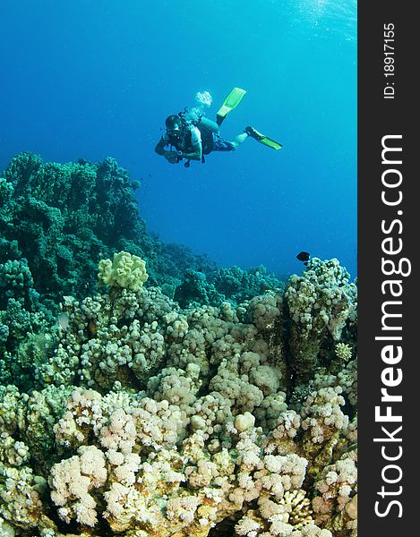 Man scuba diver on coral reef. Man scuba diver on coral reef