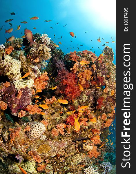 Vibrant coral reef with bright reds and oranges